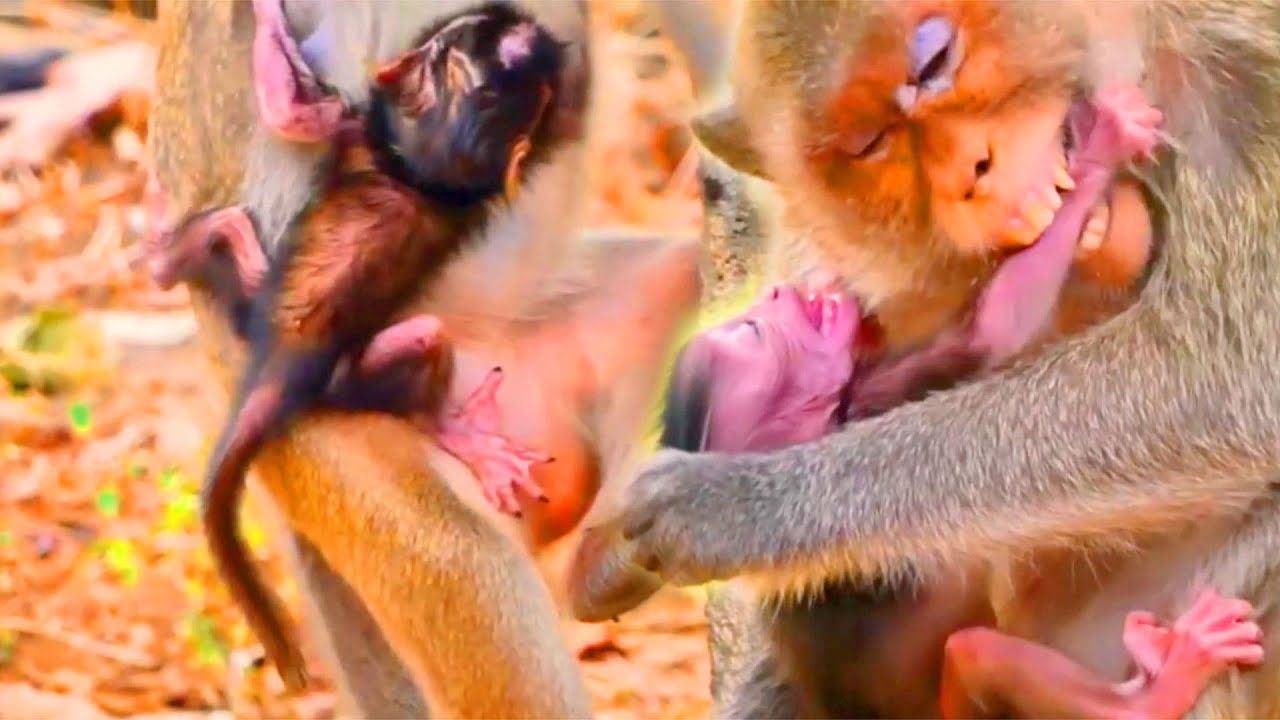 Just More Milk , Please.! Mother Monkey Made Decision To Shut Milk Store - The BB Tries To Beg Again