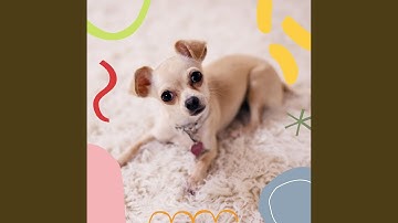 Pulsating Ambience for Soothing Your Dog