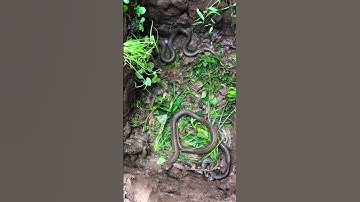 Trong khi làm vườn bắt được ổ rắn hổ mang chúa #cobra #snake #animals #birds #trending