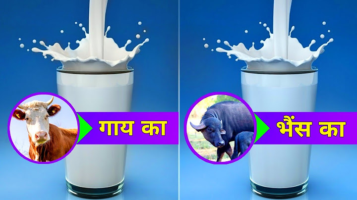 कौन सा बेहतर है - Cow milk vs Buffalo milk