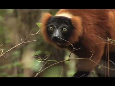 Duke Lemur Center - What we are about.