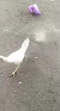 story wa lucu Adu kekuatan si ayam gagah berani