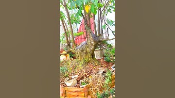 cây khế ngọt bonsai giao lưu 0907371231