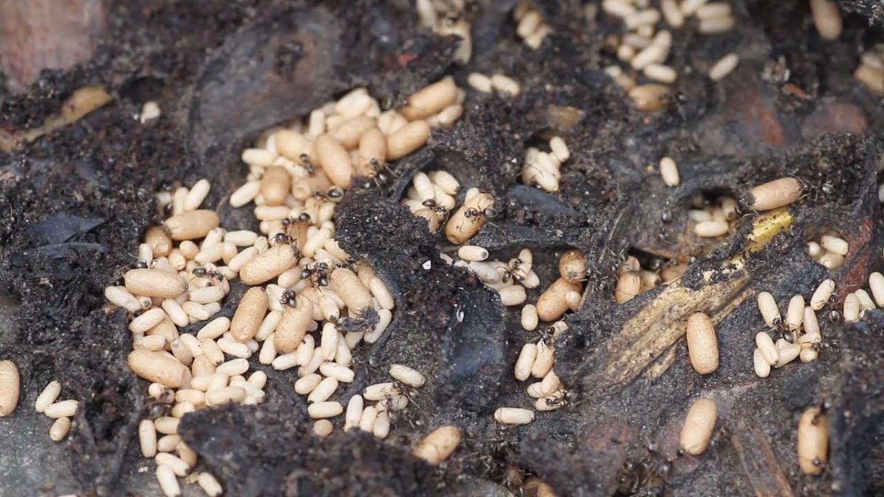 anthem EXPOSING & MOVING MASSIVE ANT NEST
