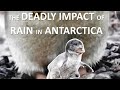 Just warming up the deadly impact of rain in antarctica