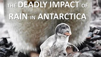 Just Warming Up? The Deadly Impact of Rain in Antarctica