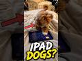iPad Kids? No, these are officially IPAD DOGS! #pawventure #shorts