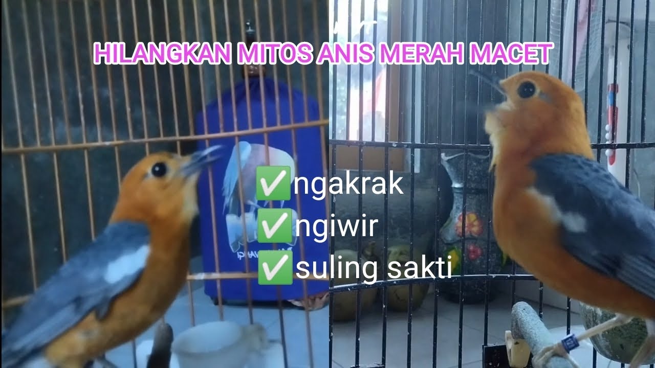 pancingan KHUSUS anis merah macet bandel dan bisu lama sangat cepat direspon