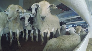 Live sheep export - on board footage