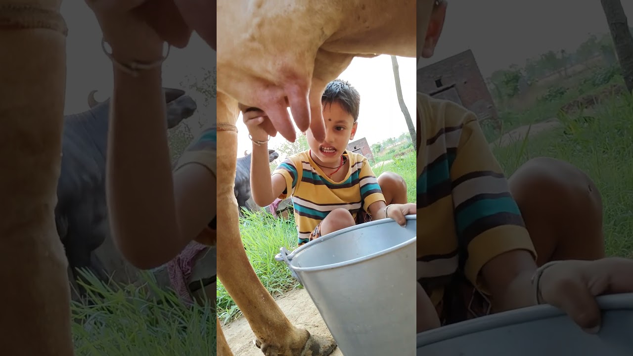 choti choti gaiya tr tttr ygy 