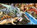 Final Battle 🦖 T-REX Vs D-REX Vs MOSASAURUS |  Rexy Life (Ep2) Dinosaur Toy Stop Motion