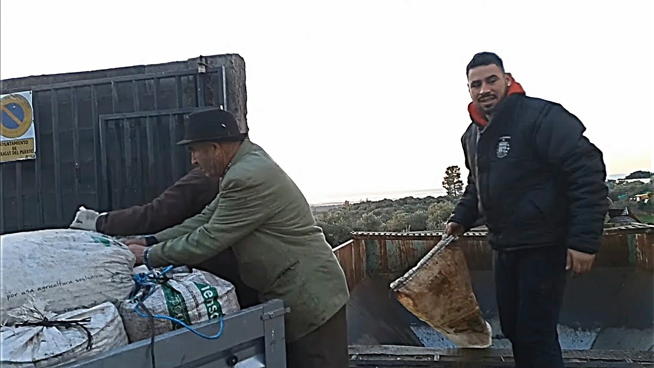 Llevamos las ACEITUNAS a la almazara + Os enseño el ACEITE de OLIVA que ha salido