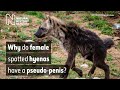 Why do female spotted hyenas have a pseudo-penis? | Natural History Museum