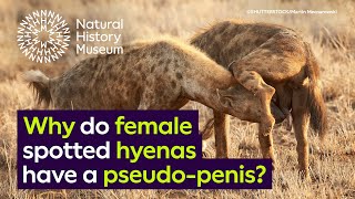 Why Do Female Spotted Hyenas Have A Pseudo-Penis? Natural History Museum