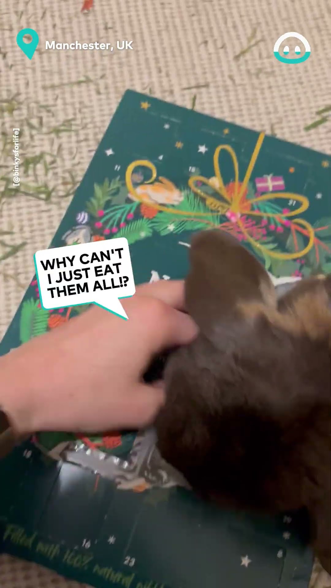 Bunny Gets Ahead Of Treat Advent Calendar || ViralHog