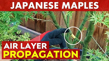 Air Layering Japanese Maple Trees | Easy Maple Propagation