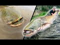 Großfische in Serie | DAS erlebt man selten
