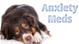 Types of Dog Behavior Medication for Fear, Aggression, Separation Anxiety, & OCD