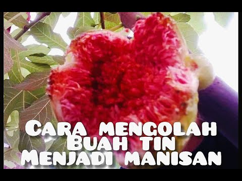 Video: Cara Membuat Makanan Penutup Buah Ara Dan Almond