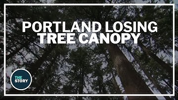 Study finds Portland is losing tree canopy