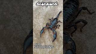 SCORPION MOM..?!! bertemu kalajengking betina yang sedang cari sarang baru #scorpio #hamil #shorts
