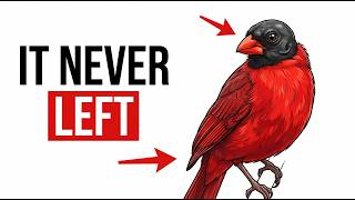 Famous The Quiet Reason Your Cardinal Vanishes for Weeks at a Time Wealth