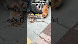 Ranking the funniest CAT moments 🤣🐈‍⬛