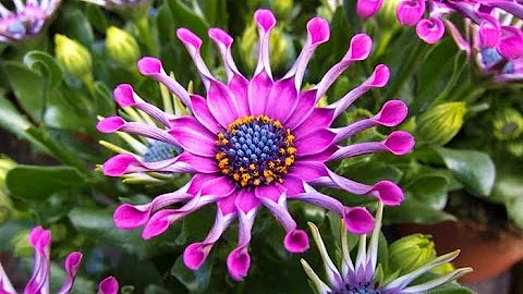 Will osteospermum spread?