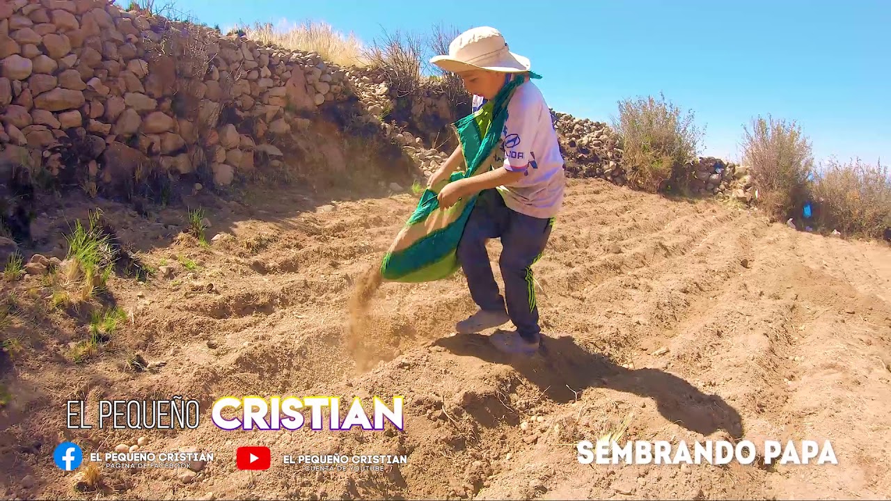 Siembra de Papa en Puno