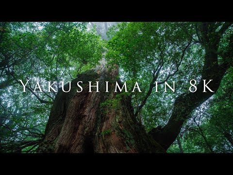 Video: Narodni park Yakushima: Popoln vodnik