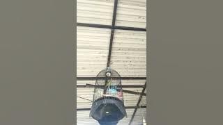 SUARA pancingan CUCAK KINOI . || SUARA PIKAT CUCAK KINOI