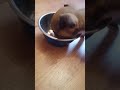 Jack russel puppy eating