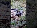 Bird Stalking