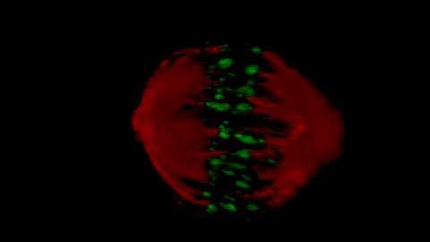 Human mitotic spindle: surface rendered 3D reconstruction