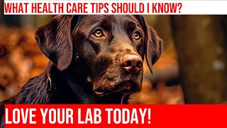 Labrador Retriever Health Care: Essential Tips for Owners