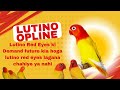 Lutino red eyes future demand || Lutino red eyes lagana chahiye ya nahi ?