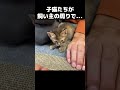 飼い主の周りで遊ぶ子猫が可愛い　#shorts