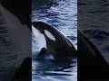 Why are orcas called the wolves of the sea  killer whale marinespecies