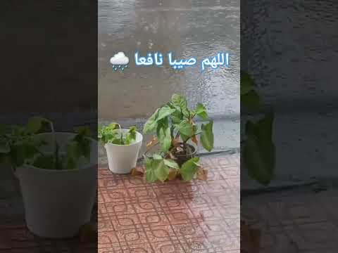 اللهم صيبا نافعا لا تنسو الدعاء لإخواننا في غزة