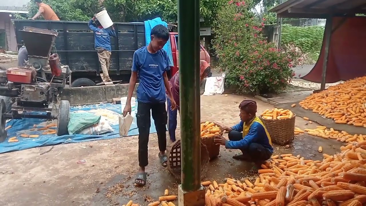 Proses giling jagung 