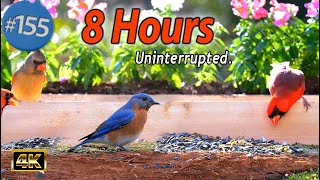 Uninterrupted TV for Cats 8 Hours of Birds  and Squirrels Feeder NO ADs CatTV