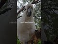 Hi parrot lovers filmed a short video clip #parrot  of beautiful local cockatok #superbparrot