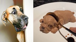 Funny Dog Reaction to Cutting Cake Videos