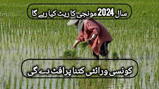Rice crop future in 2024