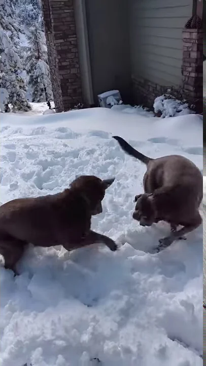 Playing with snowballs