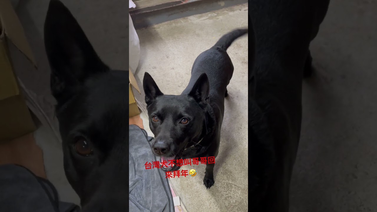 台灣犬想吃，但不想叫😁 縮圖