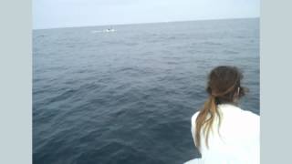 Dolphins off the cost of Newport Beach