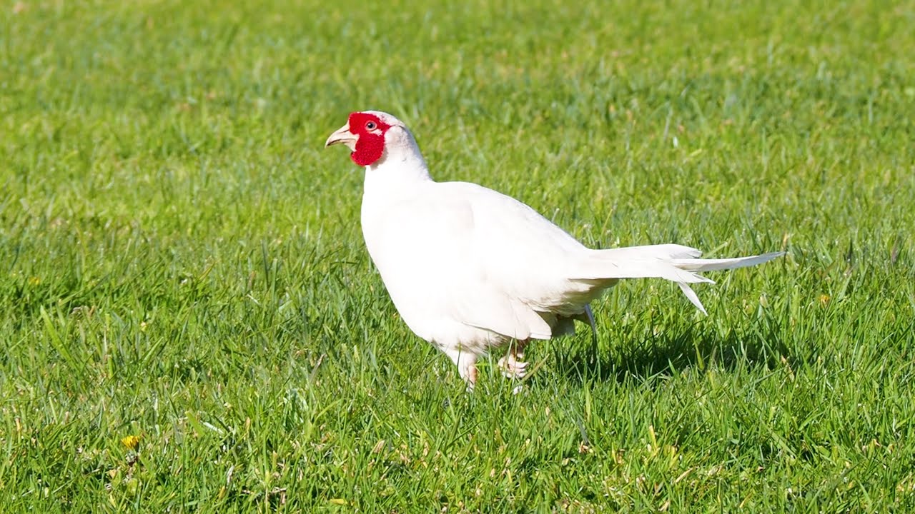 A White Pheasant - (Phasianus colchicus) - Zennor, Cornwall, UK