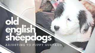 Old English Sheepdog Puppy | Life with 2 OES | #ourdogGustavo | #ourdogWallace