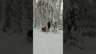 Donna Roza And Yenisey Alaskan Malamute Russia